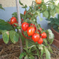 Little Heartbreaker DER TOMATENFLÜSTERER
