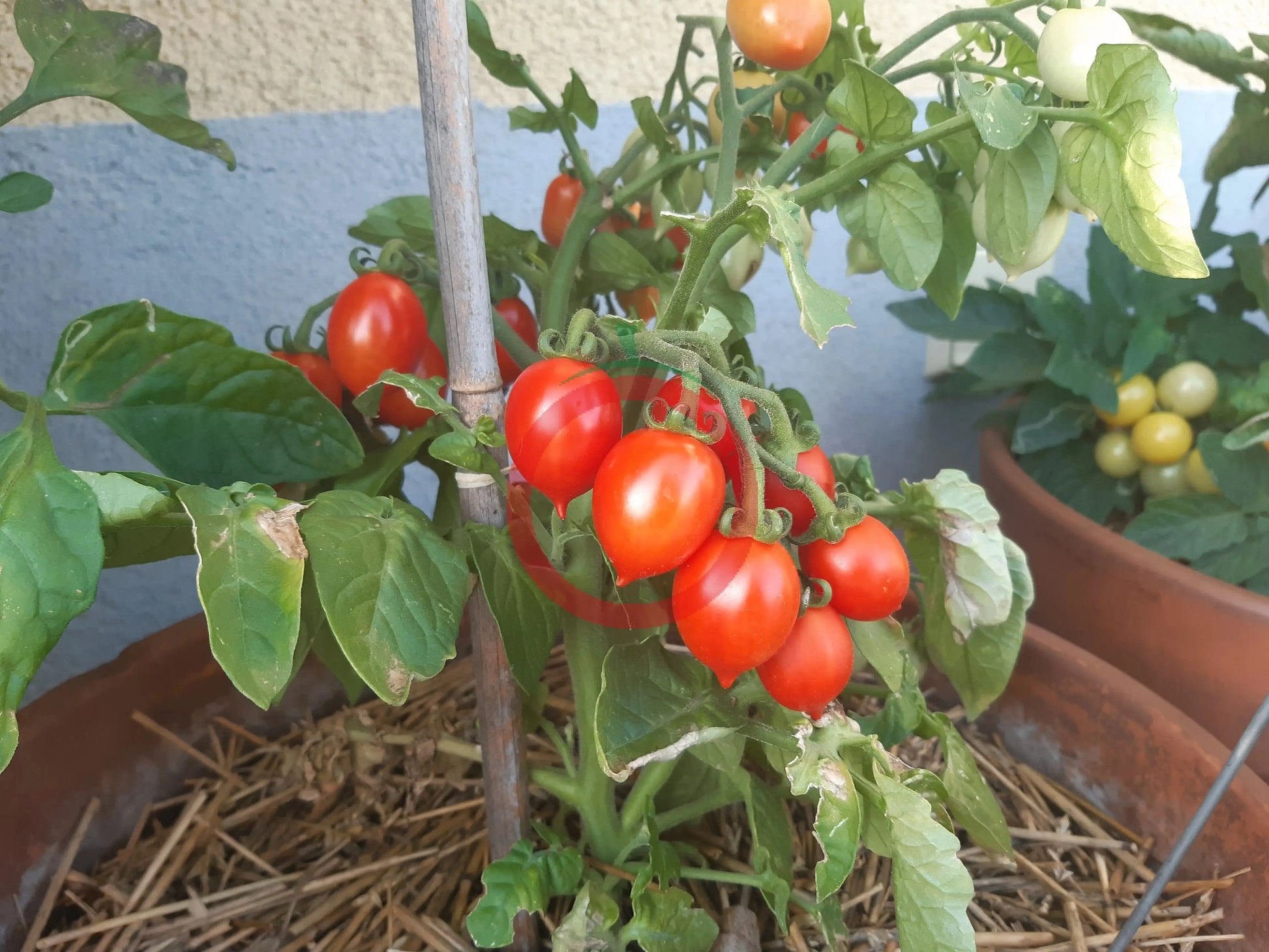 Little Heartbreaker DER TOMATENFLÜSTERER