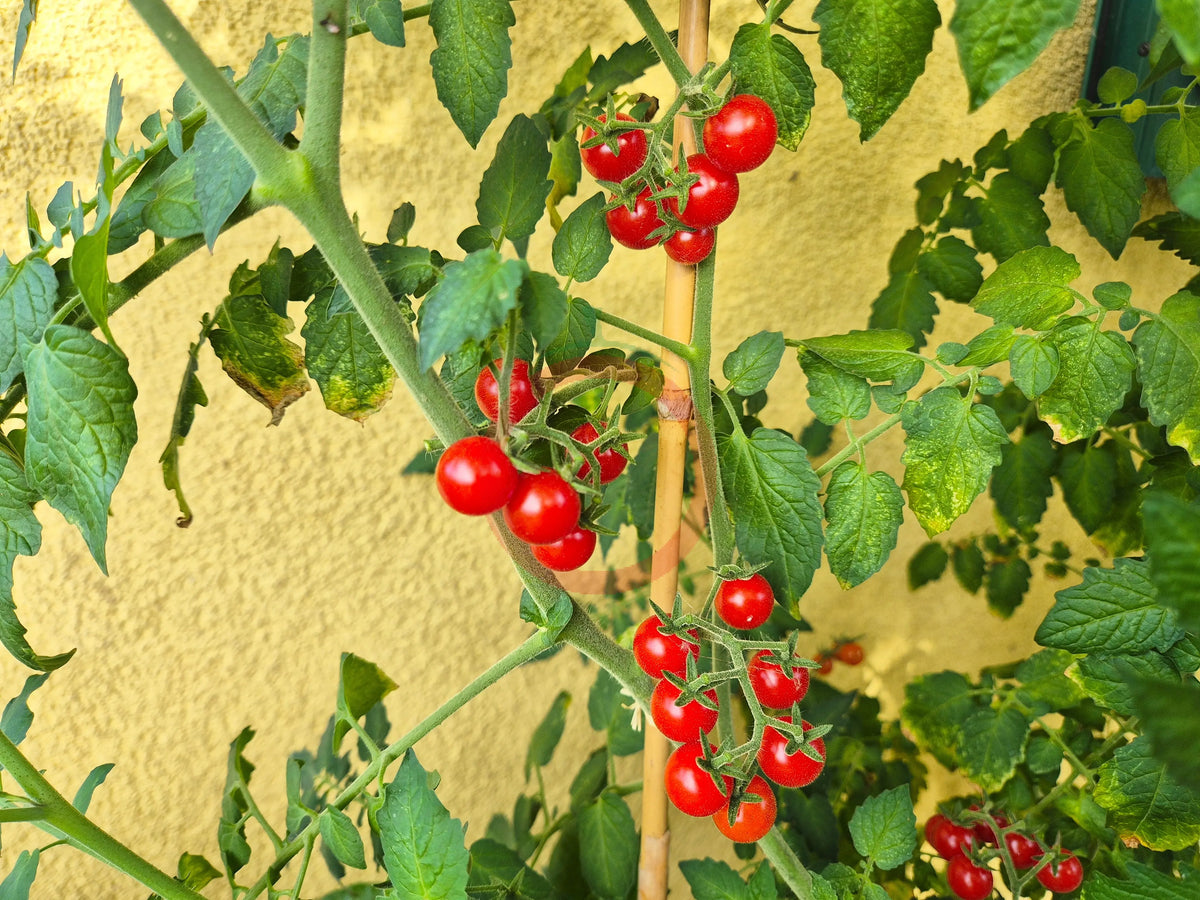 Little Julia DER TOMATENFLÜSTERER