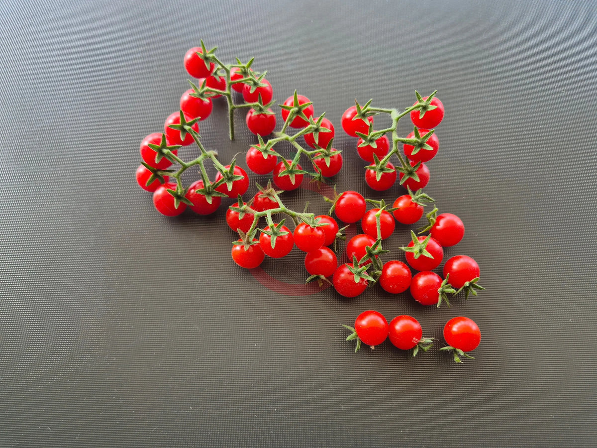 Little Julia DER TOMATENFLÜSTERER