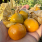 Physalis "Little Buddha"