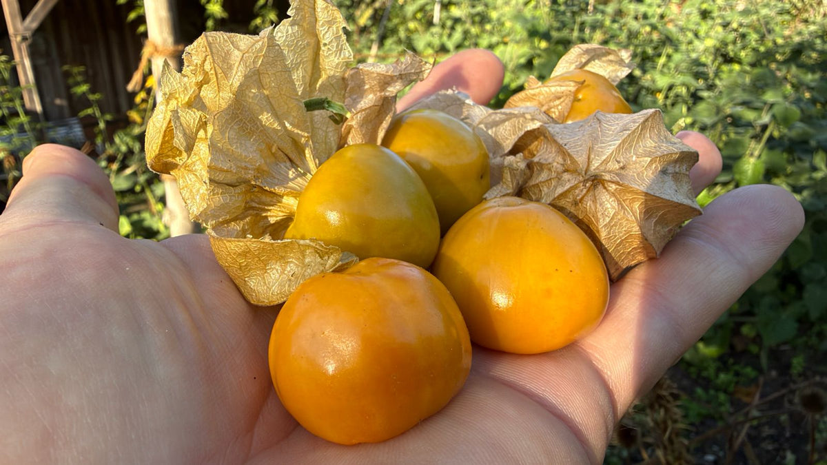 Physalis "Little Buddha"