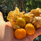 Physalis "Little Buddha"