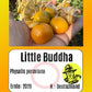 Physalis "Little Buddha"