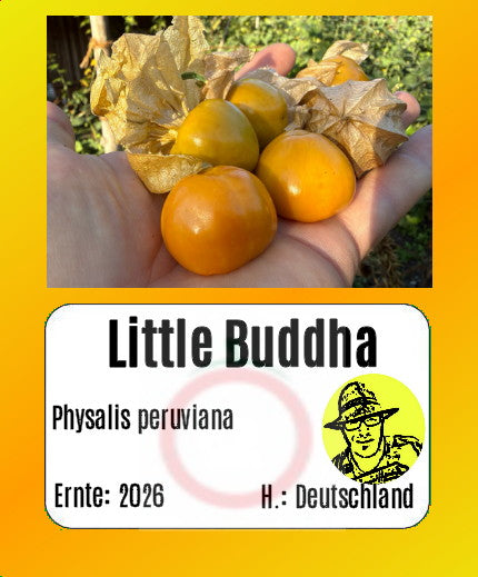 Physalis "Little Buddha"