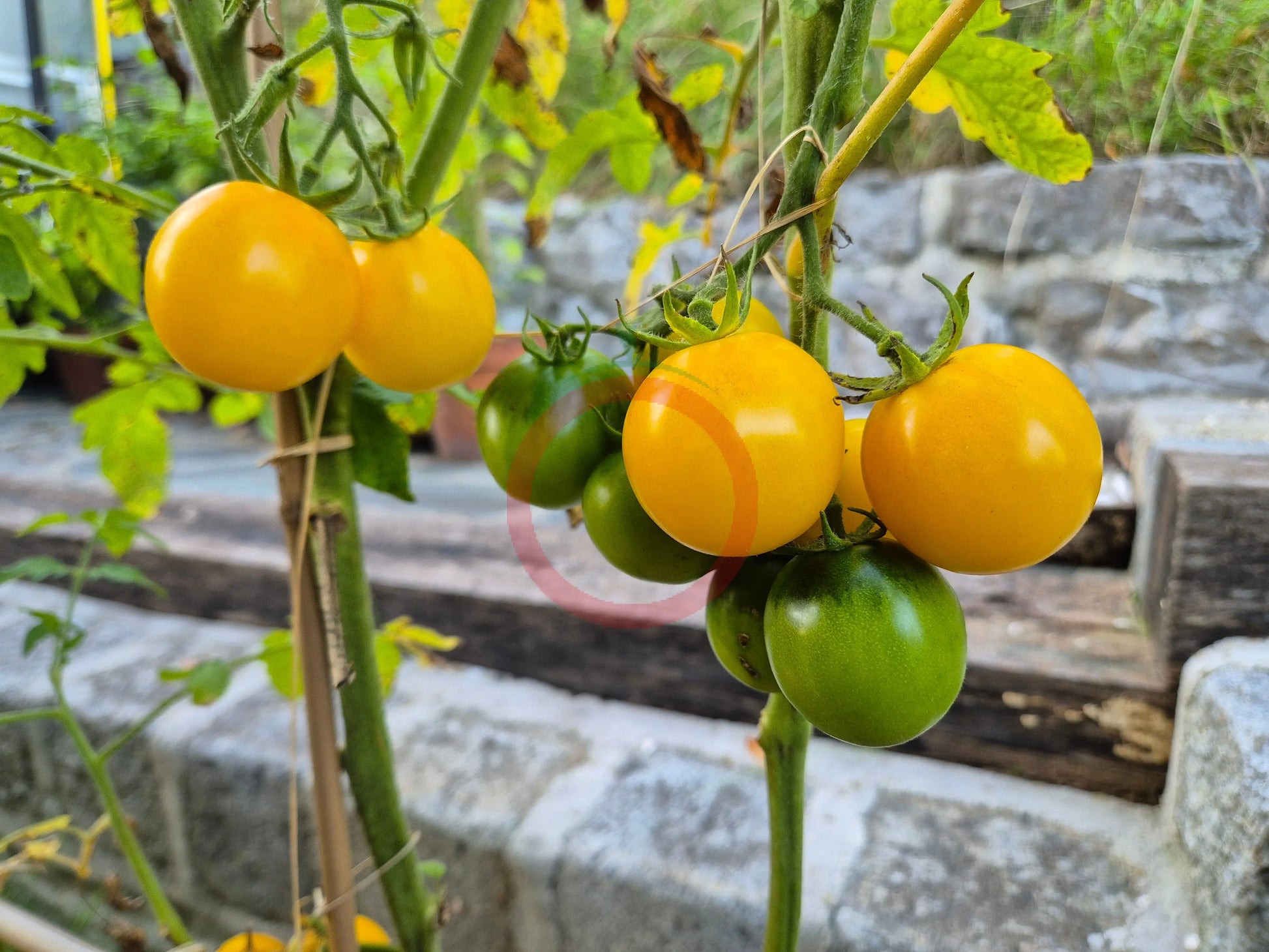 Livingston Gold Ball DER TOMATENFLÜSTERER