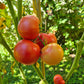 Livingston’s Gulf State Market DER TOMATENFLÜSTERER