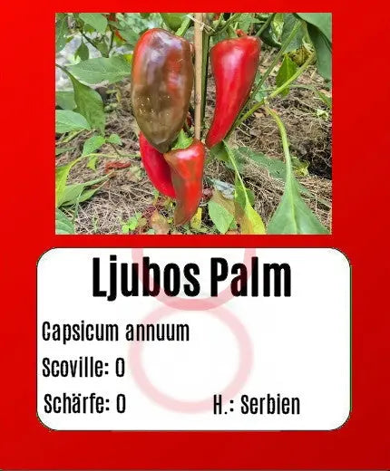 Ljubo's Palm DER TOMATENFLÜSTERER