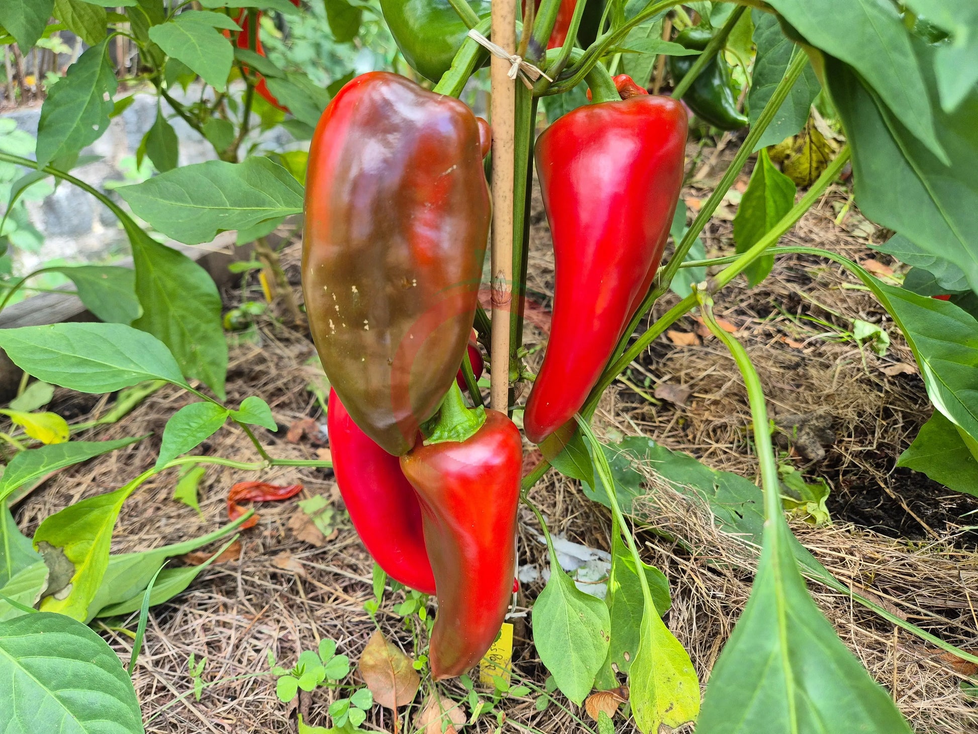 Ljubo's Palm DER TOMATENFLÜSTERER