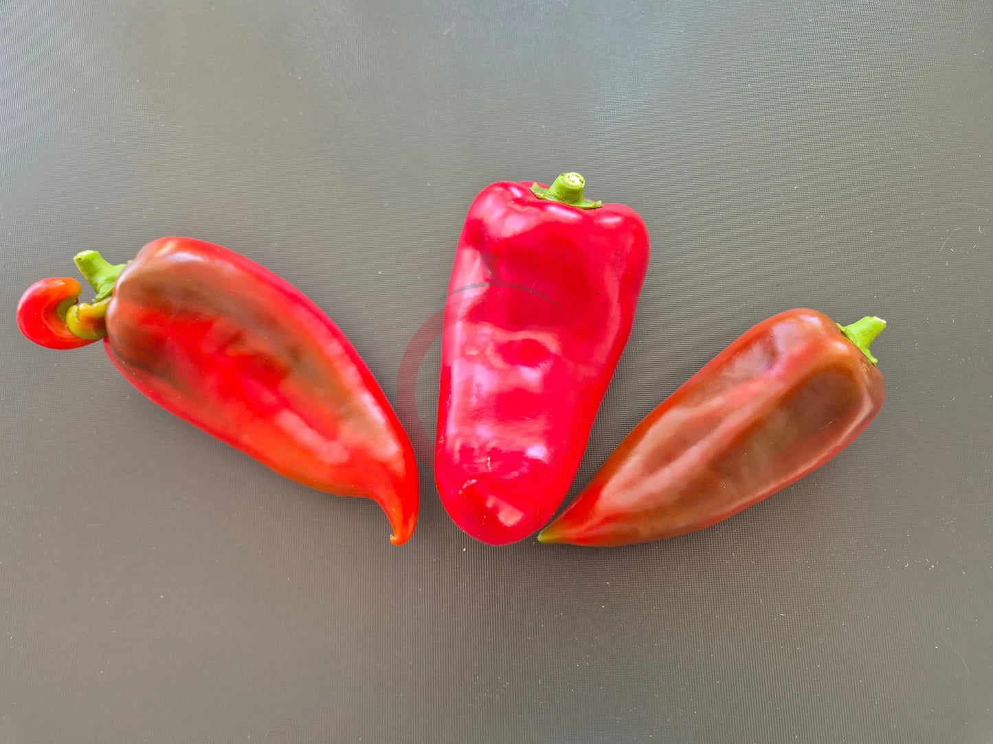 Ljubo's Palm DER TOMATENFLÜSTERER