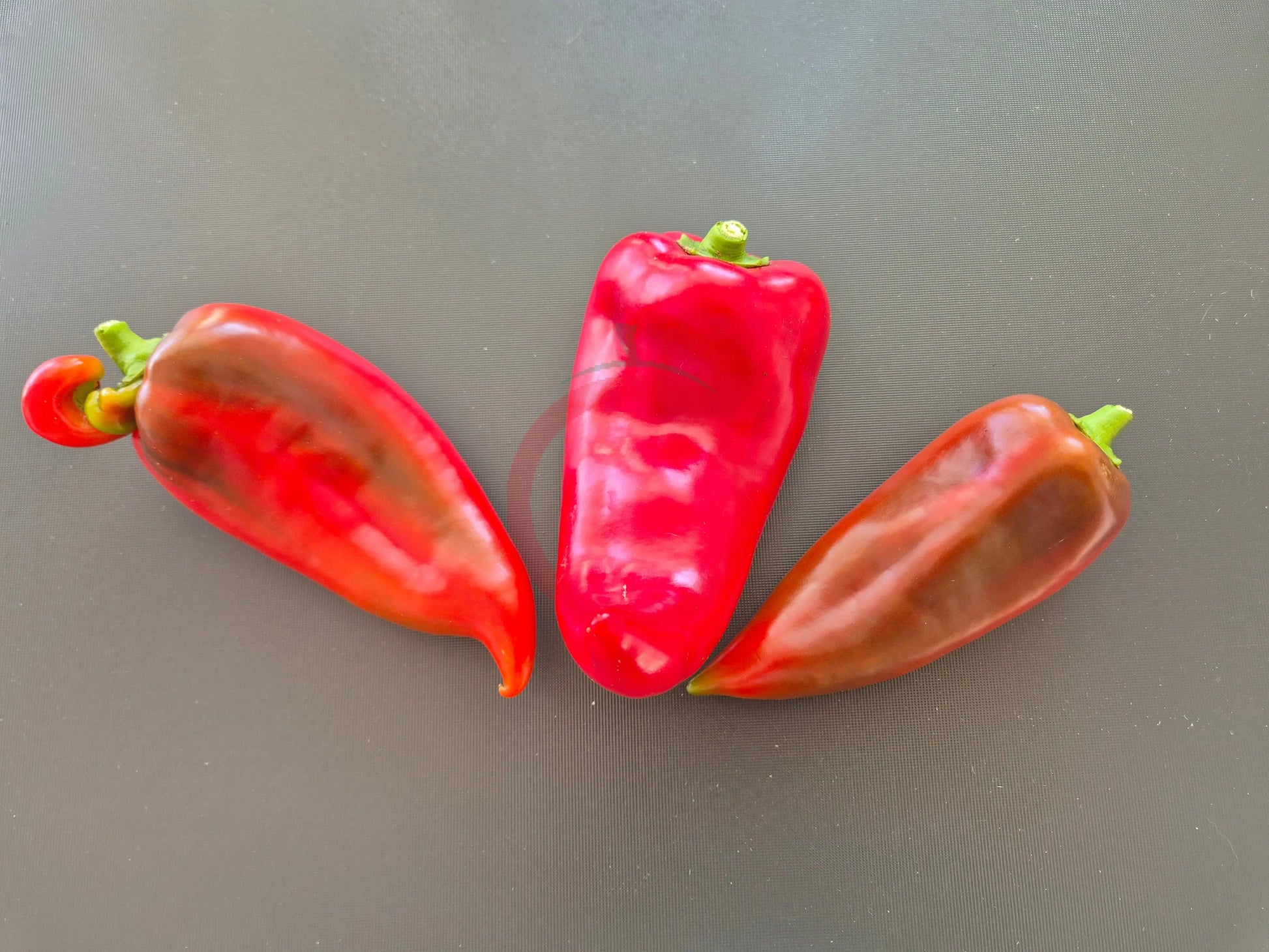 Ljubo's Palm DER TOMATENFLÜSTERER