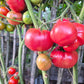 Lloyd E. Frey DER TOMATENFLÜSTERER