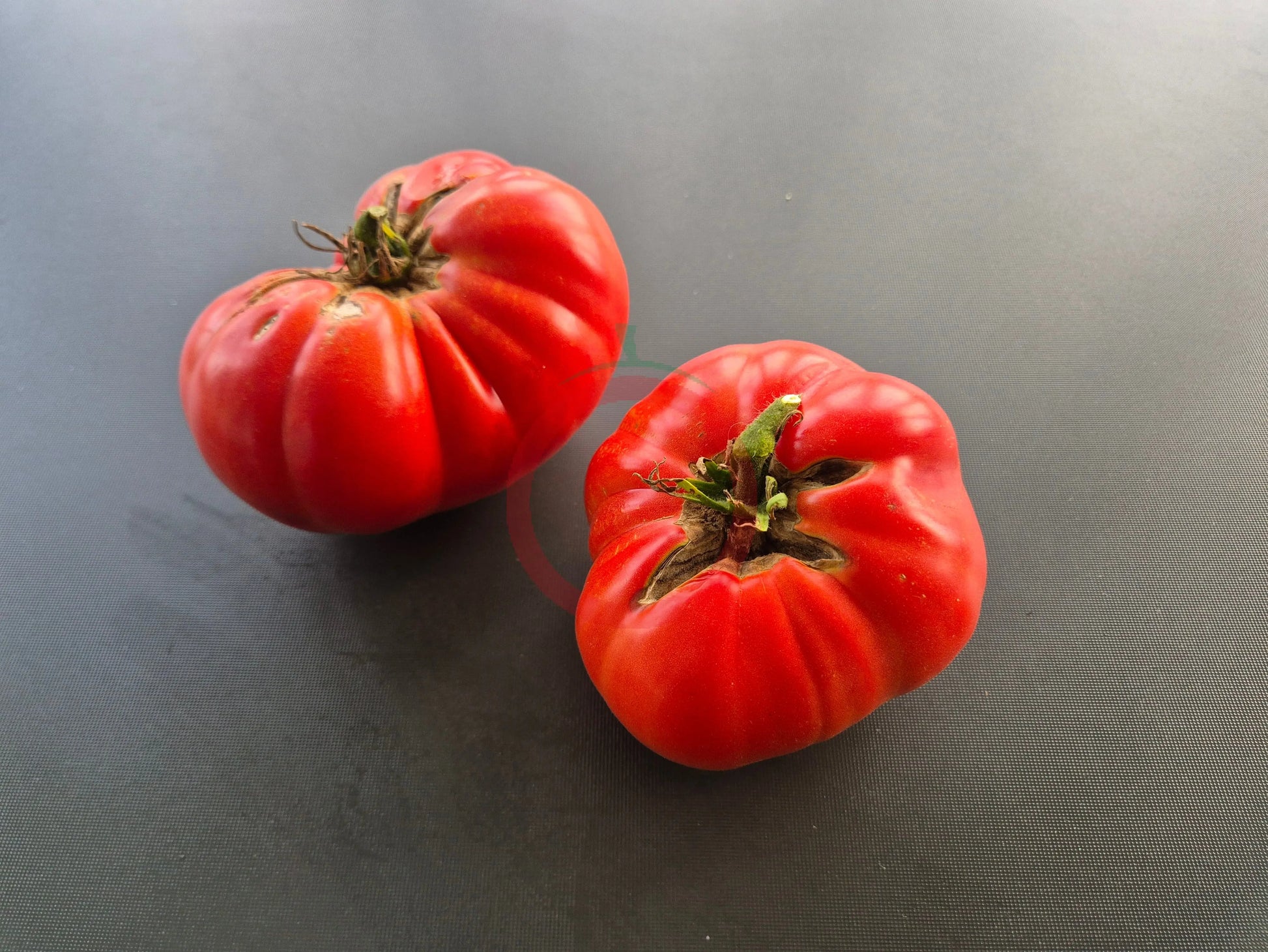 Lloyd E. Frey DER TOMATENFLÜSTERER