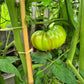 Lloyd E. Frey DER TOMATENFLÜSTERER