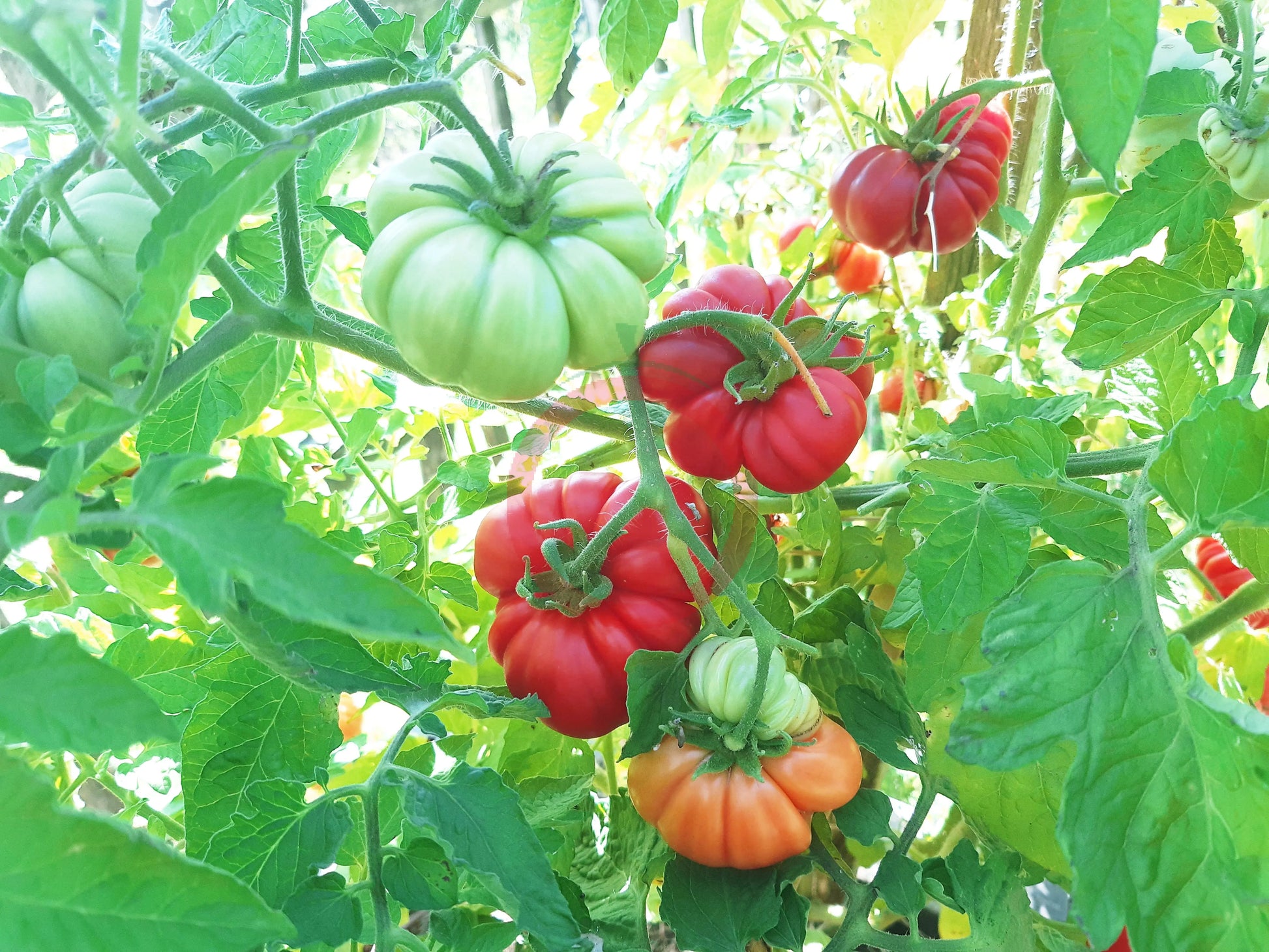Loka DER TOMATENFLÜSTERER