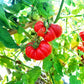 Loka DER TOMATENFLÜSTERER
