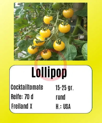 Lollipop DER TOMATENFLÜSTERER