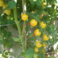 Lollipop DER TOMATENFLÜSTERER