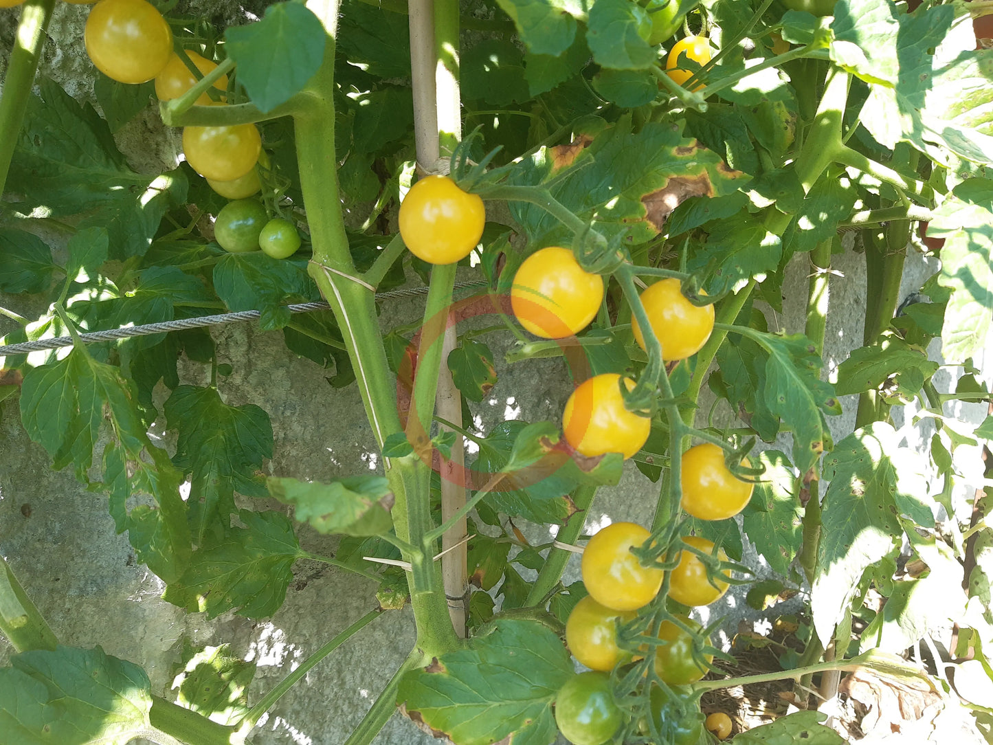 Lollipop DER TOMATENFLÜSTERER