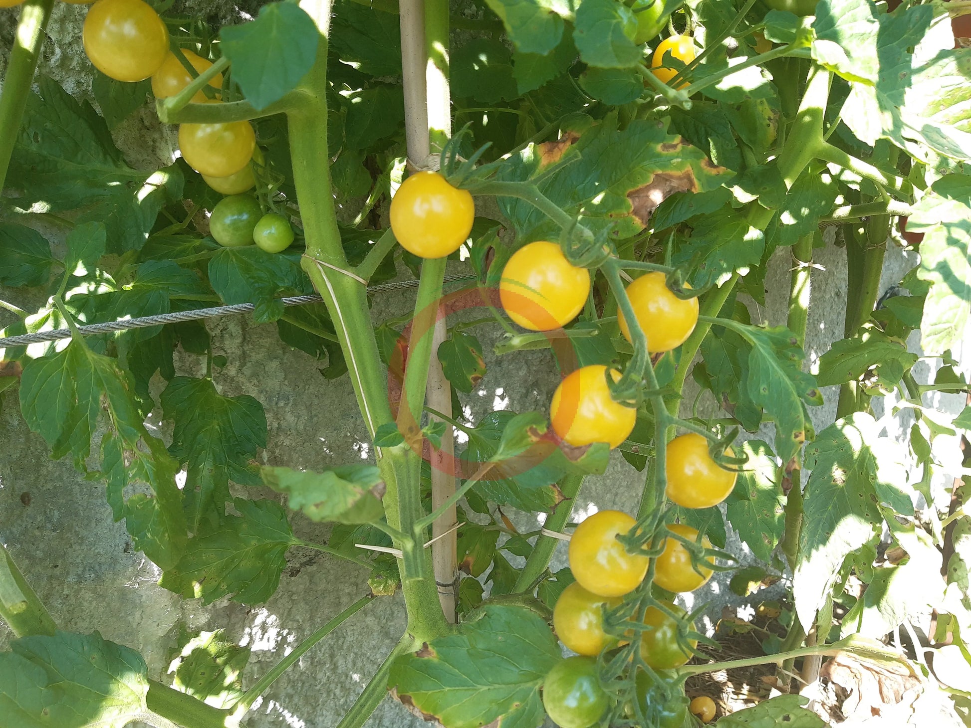 Lollipop DER TOMATENFLÜSTERER