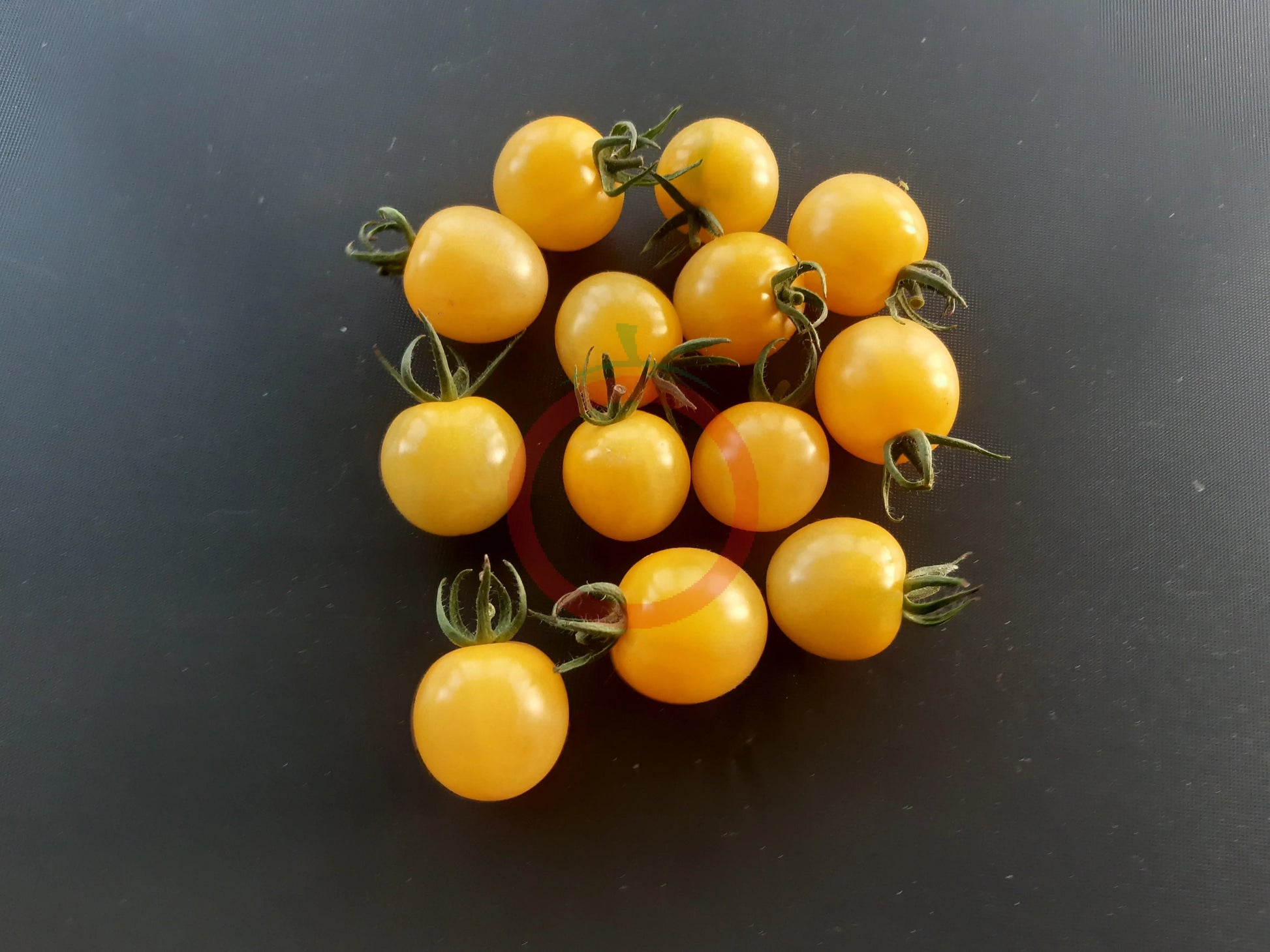 Lollipop DER TOMATENFLÜSTERER