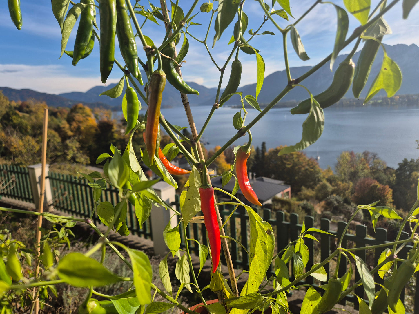 Lombok DER TOMATENFLÜSTERER