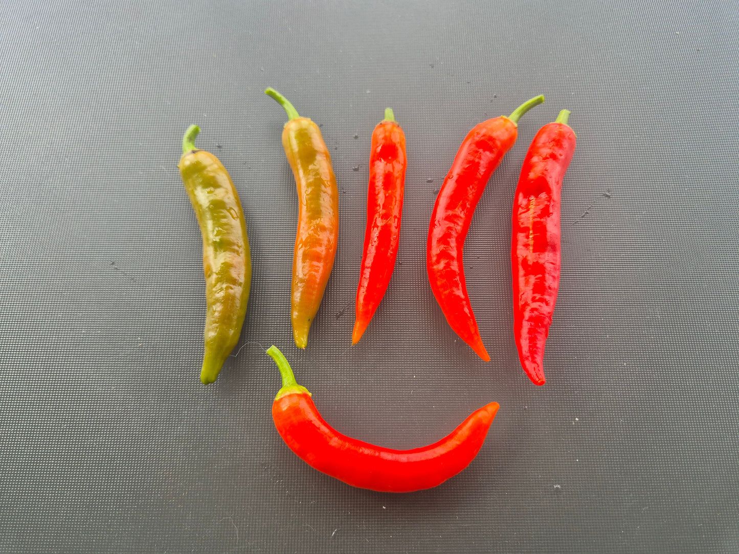 Lombok DER TOMATENFLÜSTERER