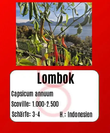 Lombok DER TOMATENFLÜSTERER