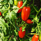 Long Tom DER TOMATENFLÜSTERER