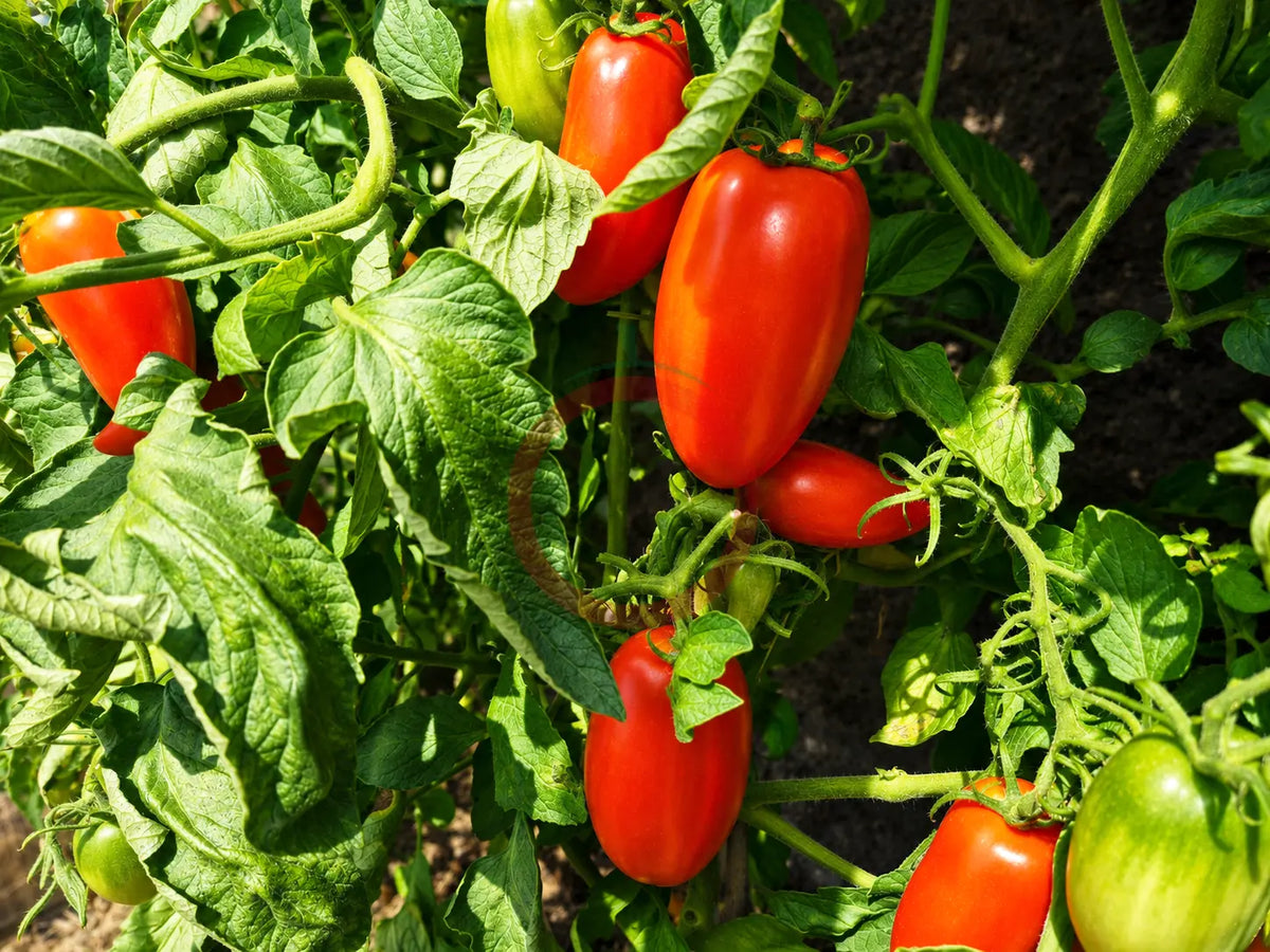 Long Tom DER TOMATENFLÜSTERER