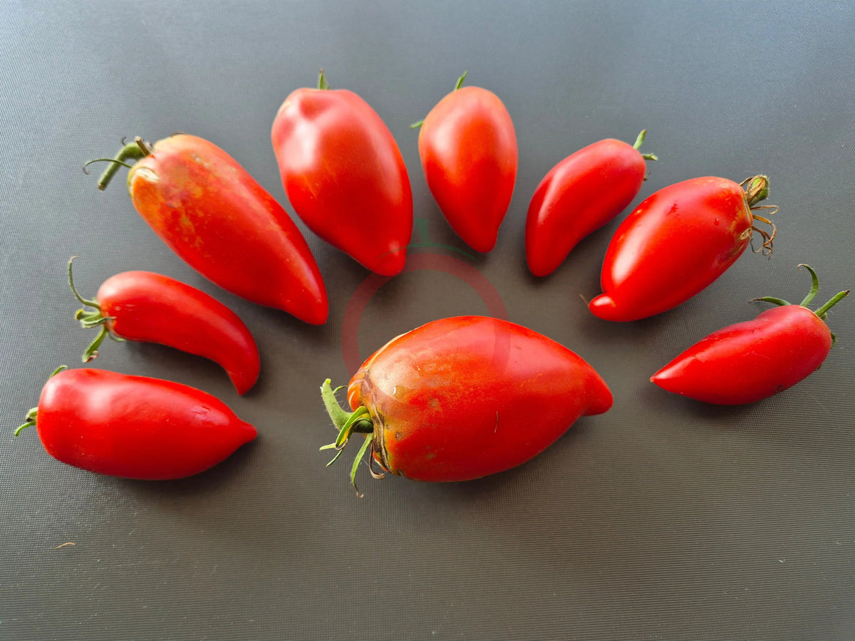 Long Tom DER TOMATENFLÜSTERER
