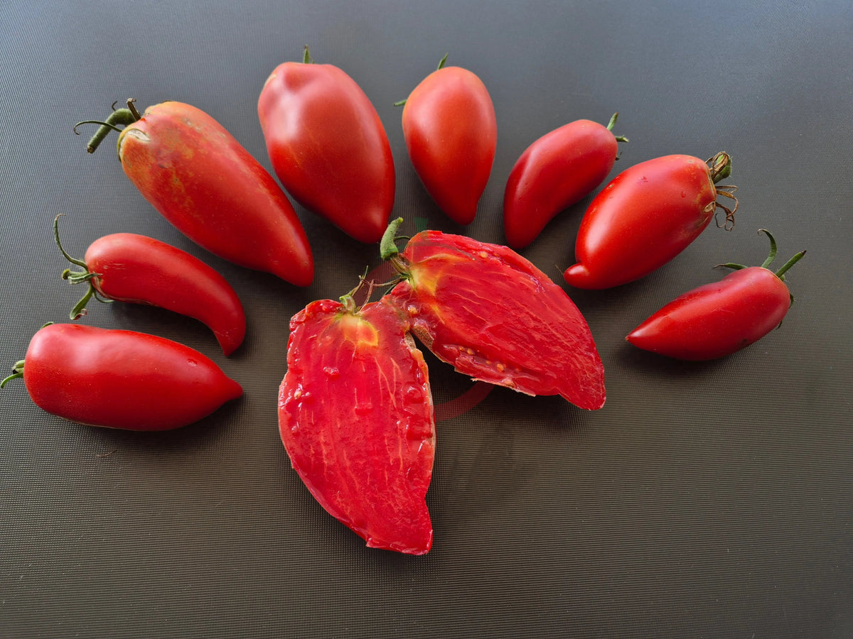 Long Tom DER TOMATENFLÜSTERER