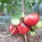 Longhorn DER TOMATENFLÜSTERER