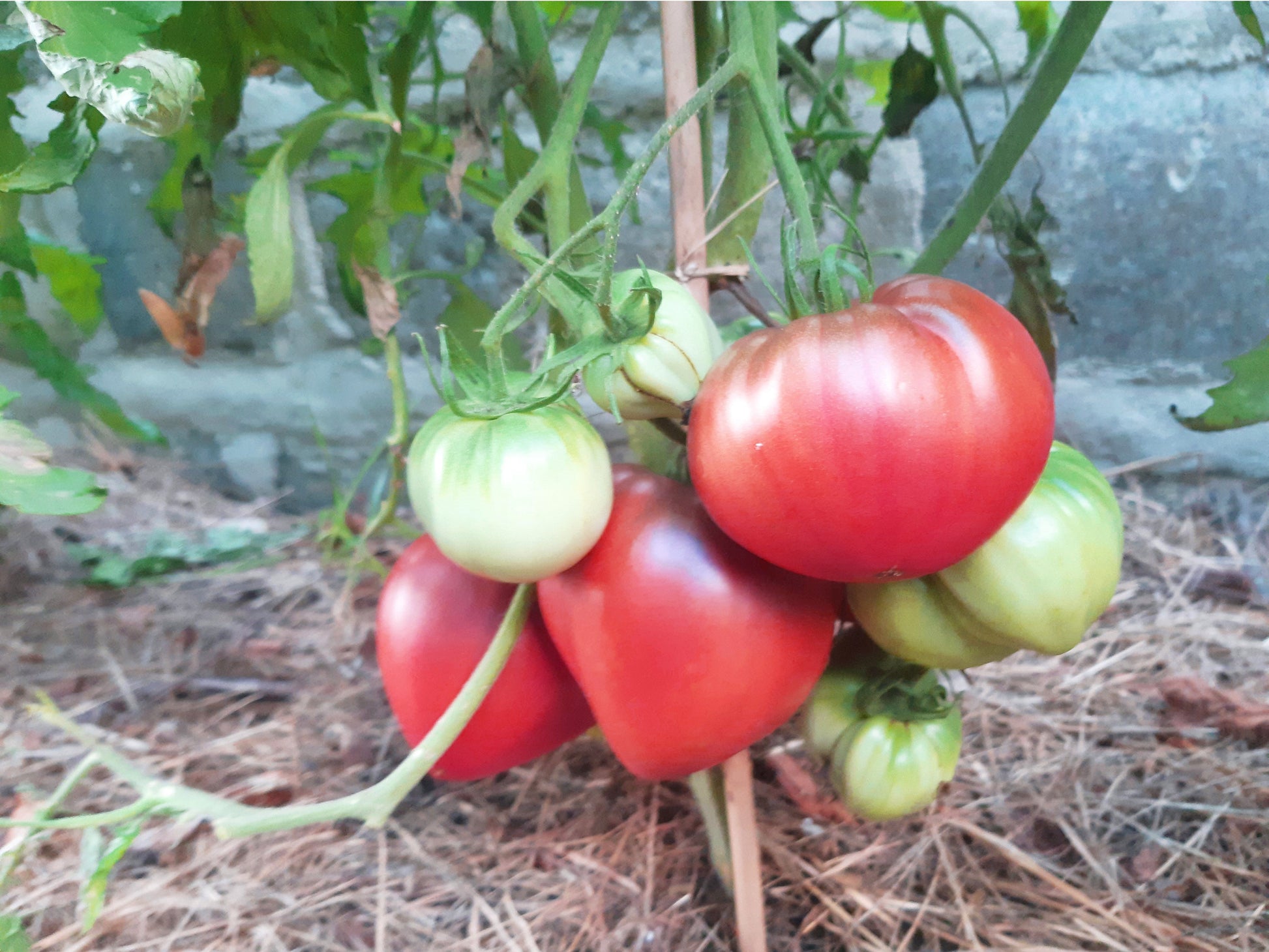 Longhorn DER TOMATENFLÜSTERER
