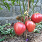 Longhorn DER TOMATENFLÜSTERER
