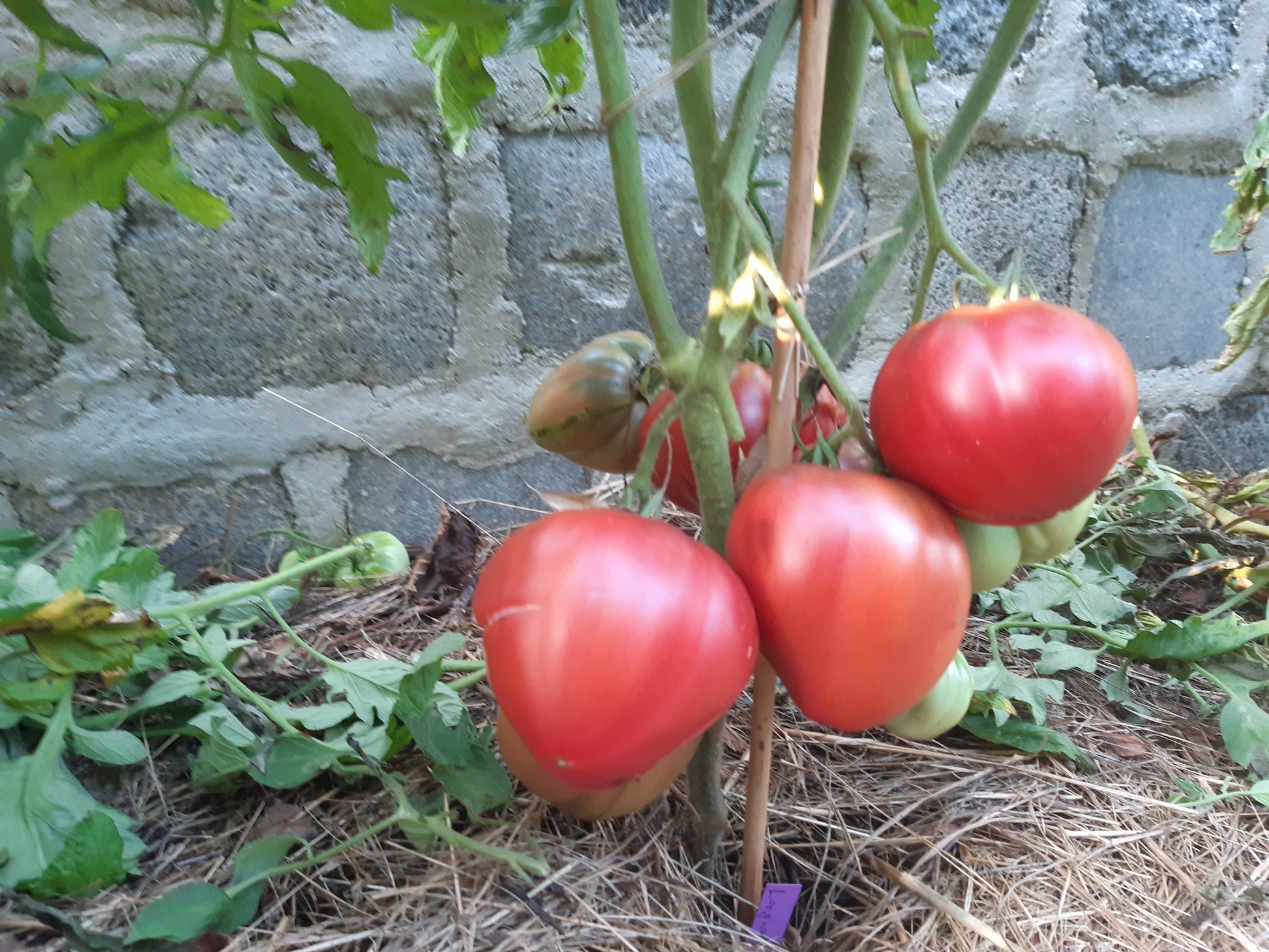 Longhorn DER TOMATENFLÜSTERER