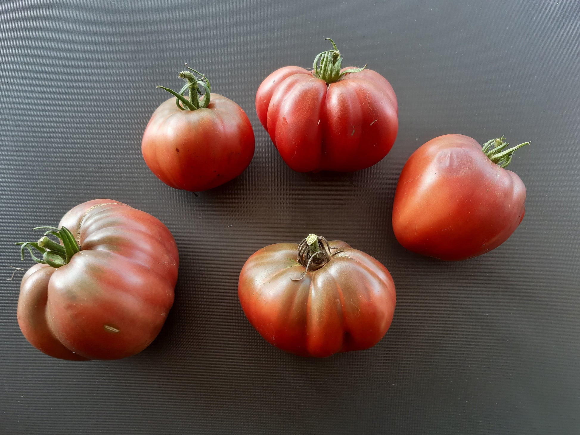 Longhorn DER TOMATENFLÜSTERER