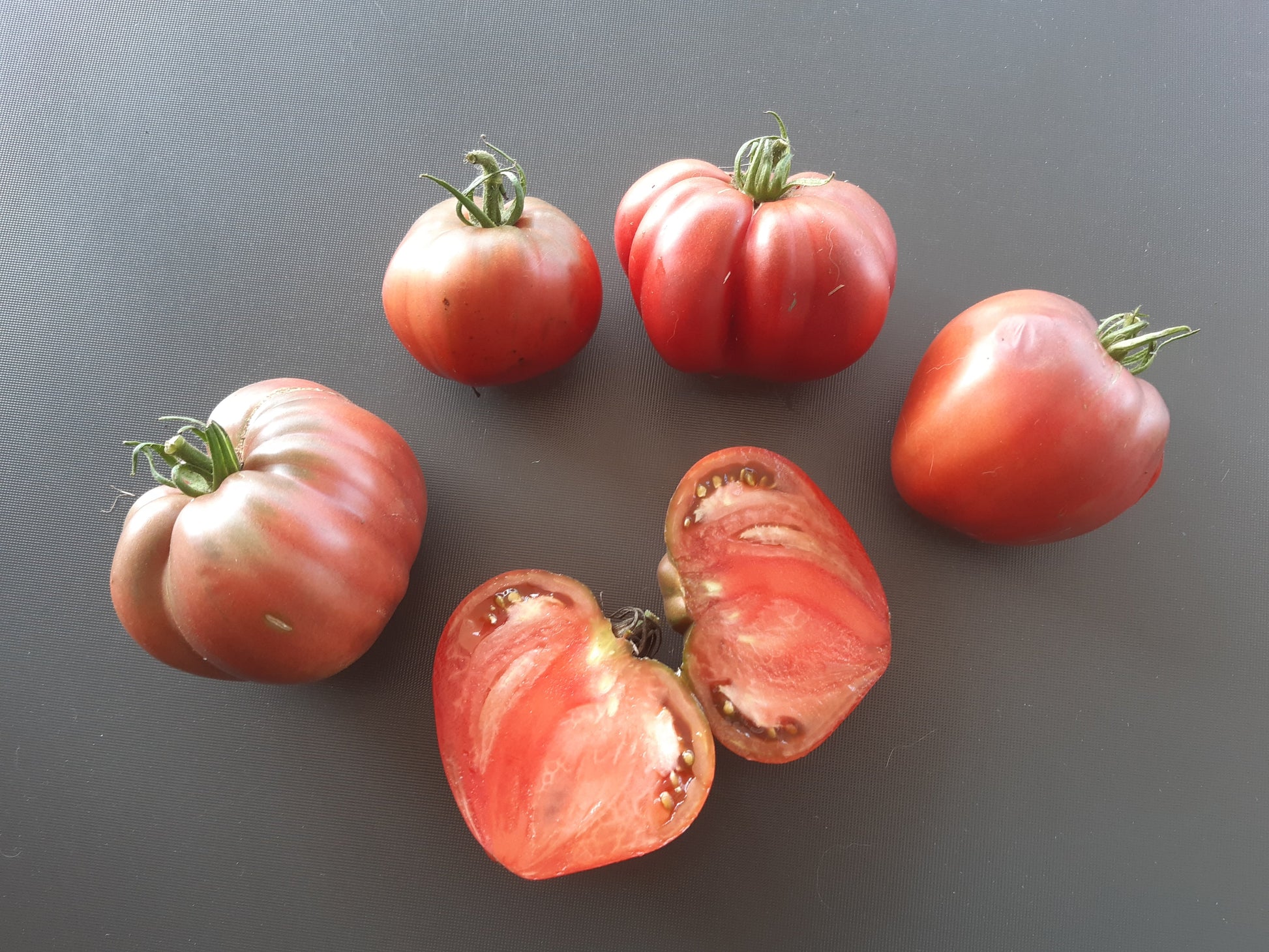 Longhorn DER TOMATENFLÜSTERER