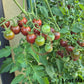 Lost Marbles DER TOMATENFLÜSTERER