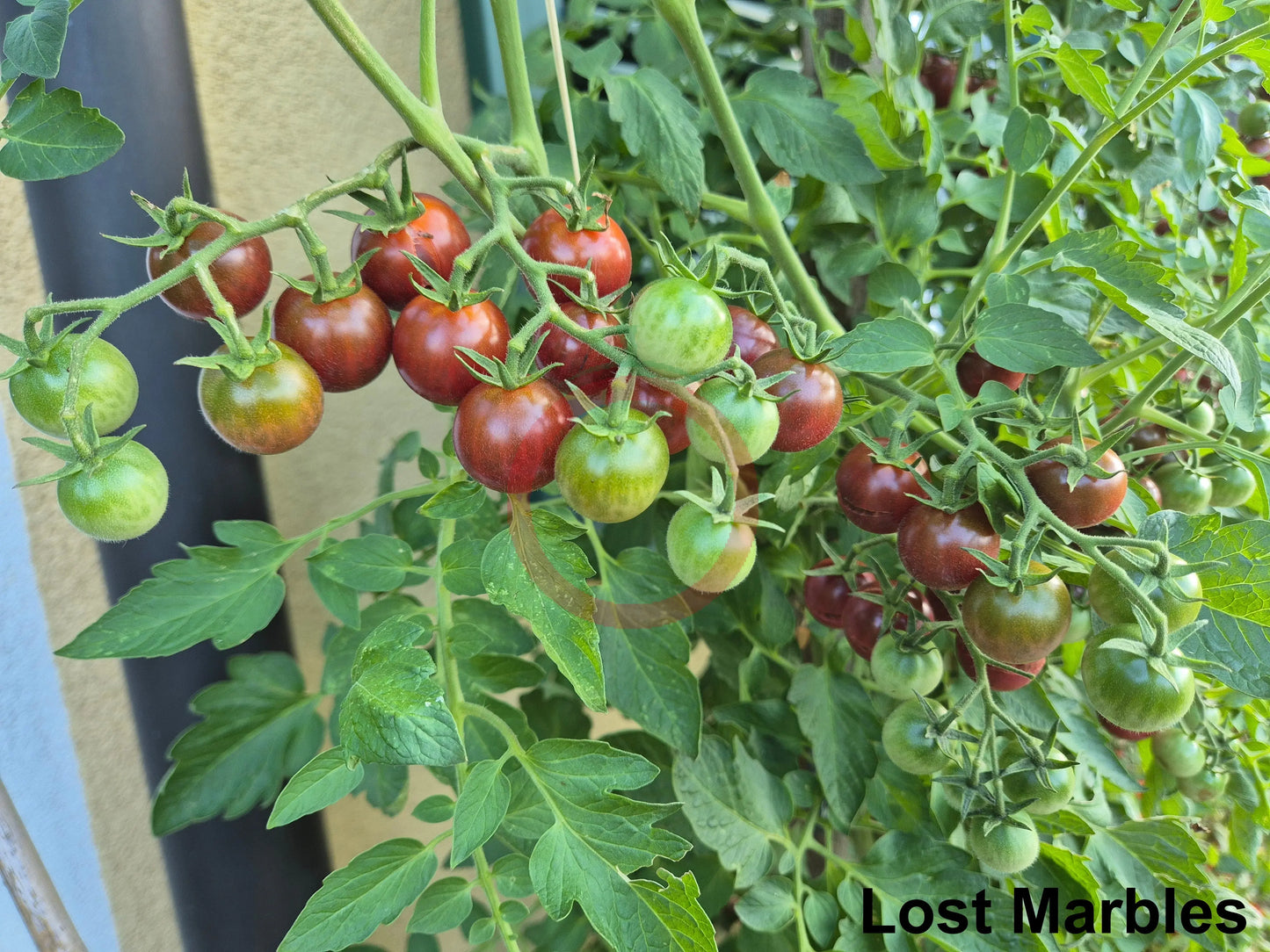 Lost Marbles DER TOMATENFLÜSTERER