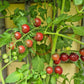 Lost Marbles DER TOMATENFLÜSTERER