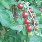 Lost Marbles DER TOMATENFLÜSTERER