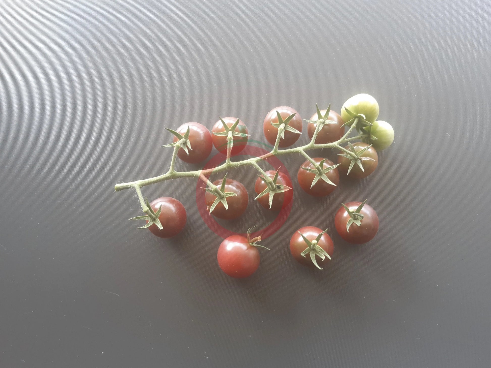 Lost Marbles DER TOMATENFLÜSTERER