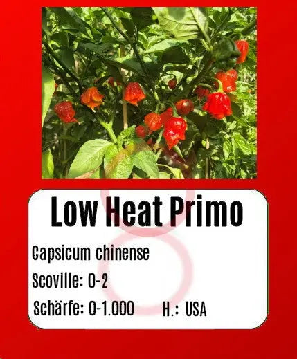 Low Heat Primo DER TOMATENFLÜSTERER