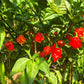 Low Heat Primo DER TOMATENFLÜSTERER
