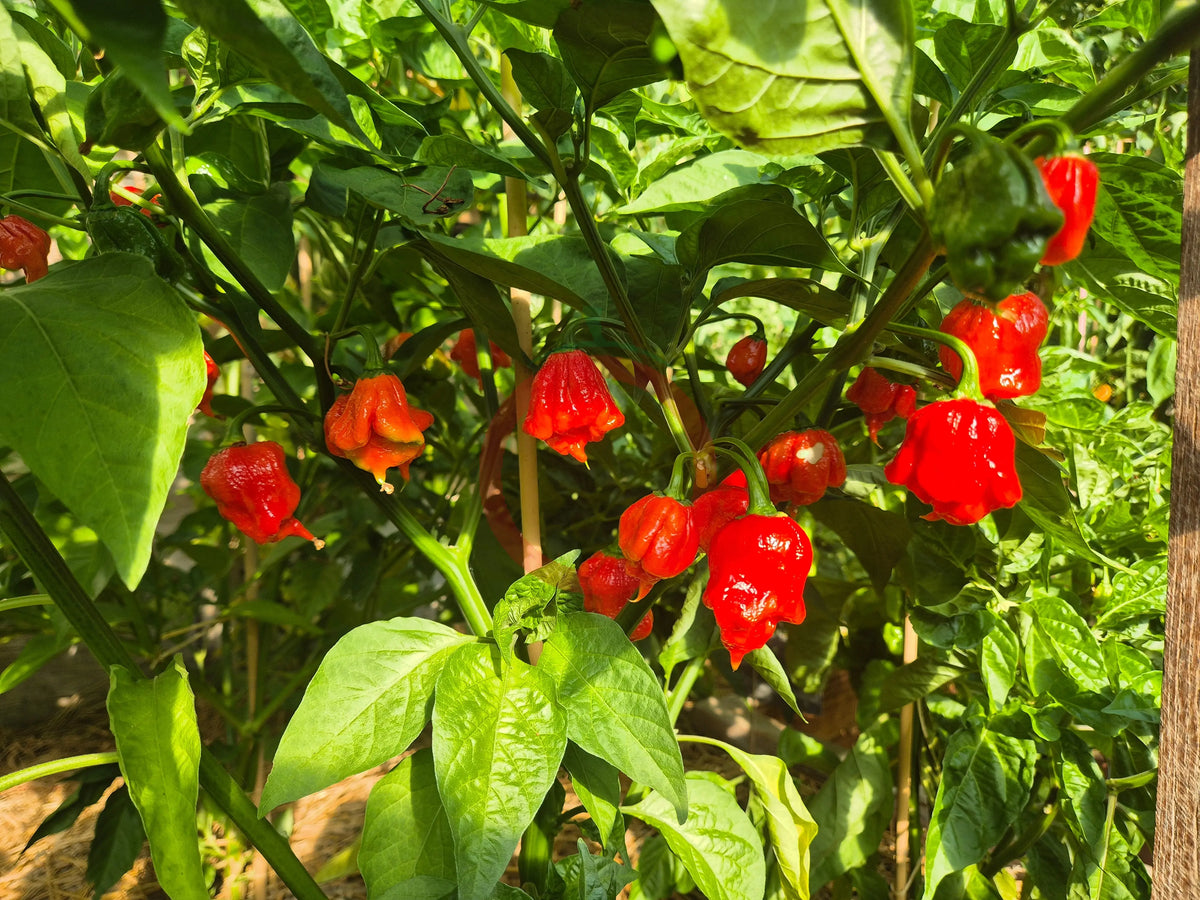 Low Heat Primo DER TOMATENFLÜSTERER