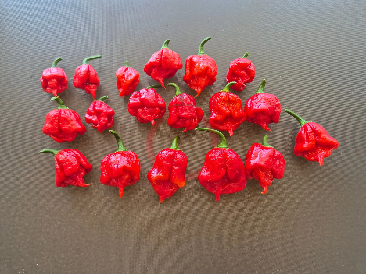 Low Heat Primo DER TOMATENFLÜSTERER