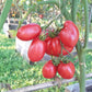 Löwenherz DER TOMATENFLÜSTERER