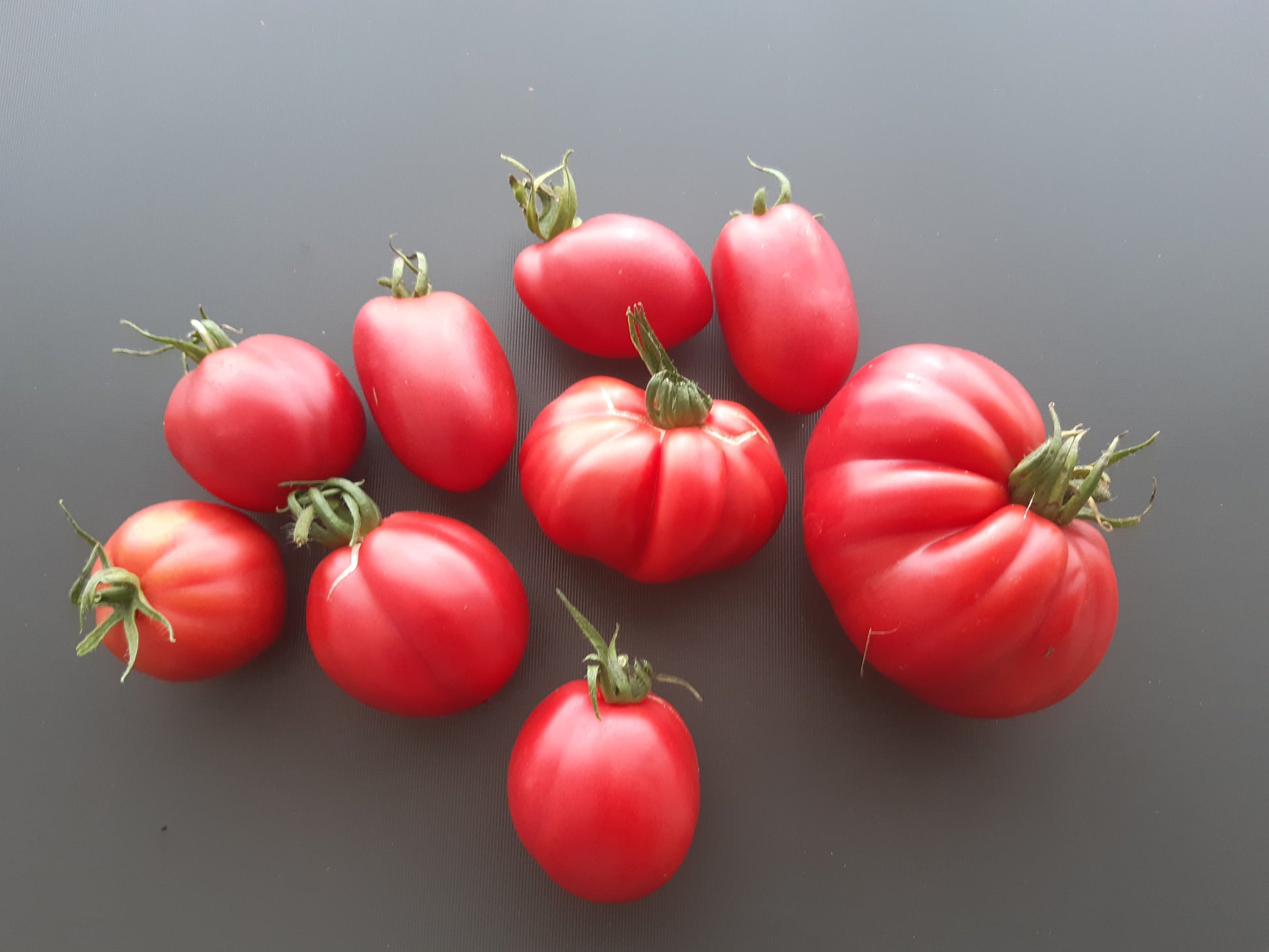 Löwenherz DER TOMATENFLÜSTERER