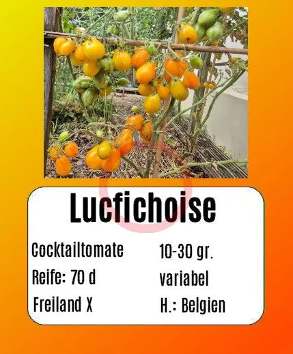 Lucfichoise DER TOMATENFLÜSTERER
